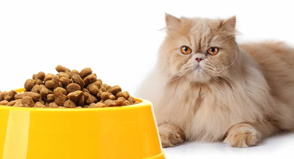 نکات انتخاب غذا برای گربه غذای گربه