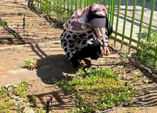 باغچه‌های خانگی در کاهش خطر ابتلا به دیابت موثرند