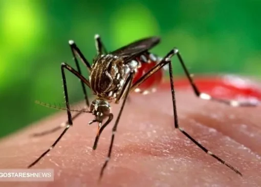 هشدار جدی ! | شناسایی ۵ مورد ابتلا به " چیکونگونیا "در کشور