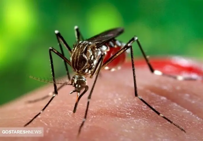 هشدار جدی ! | شناسایی ۵ مورد ابتلا به " چیکونگونیا "در کشور هشدار جدی ! | شناسایی ۵ مورد ابتلا به " چیکونگونیا "در کشور