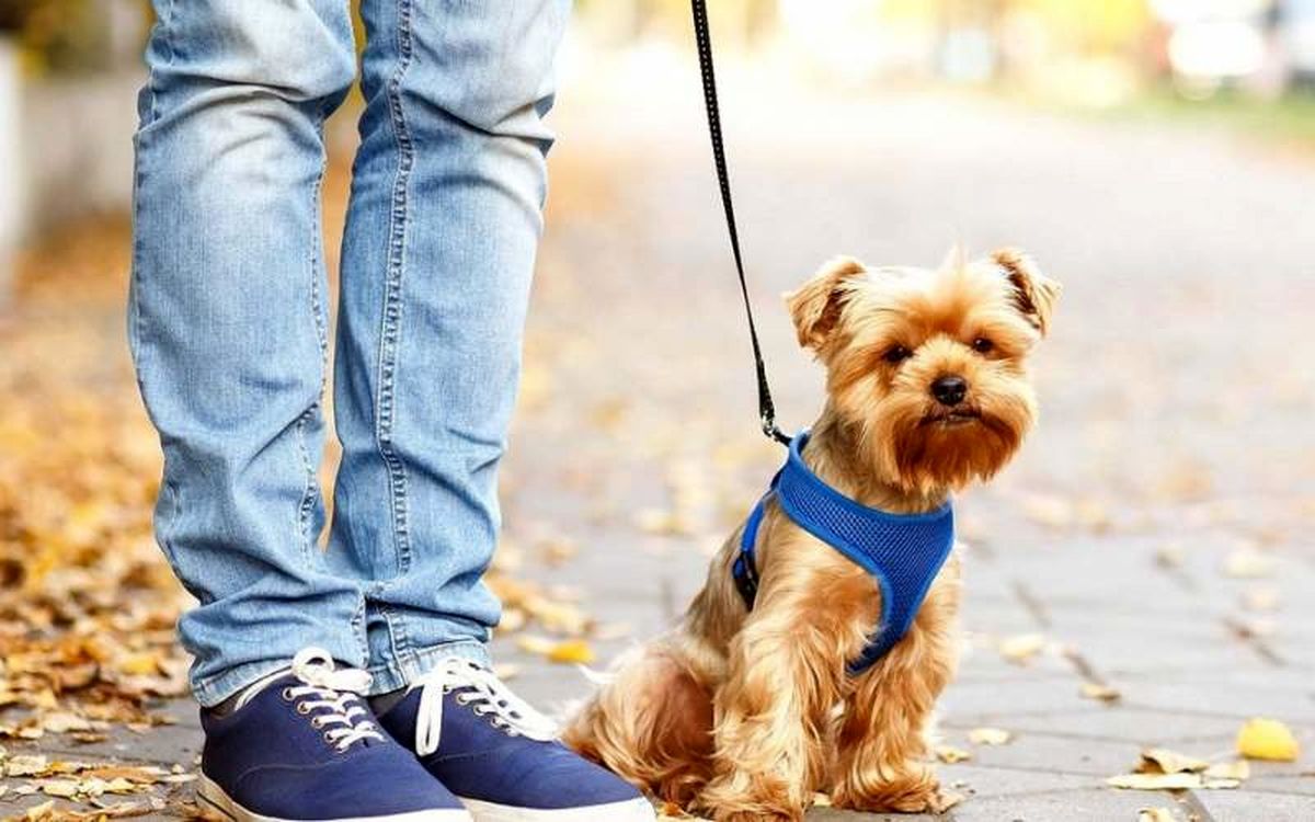 ممنوعیت سگگردانی در اصفهان؛ هشدار دادستان ممنوعیت سگگردانی در اصفهان؛ هشدار دادستان