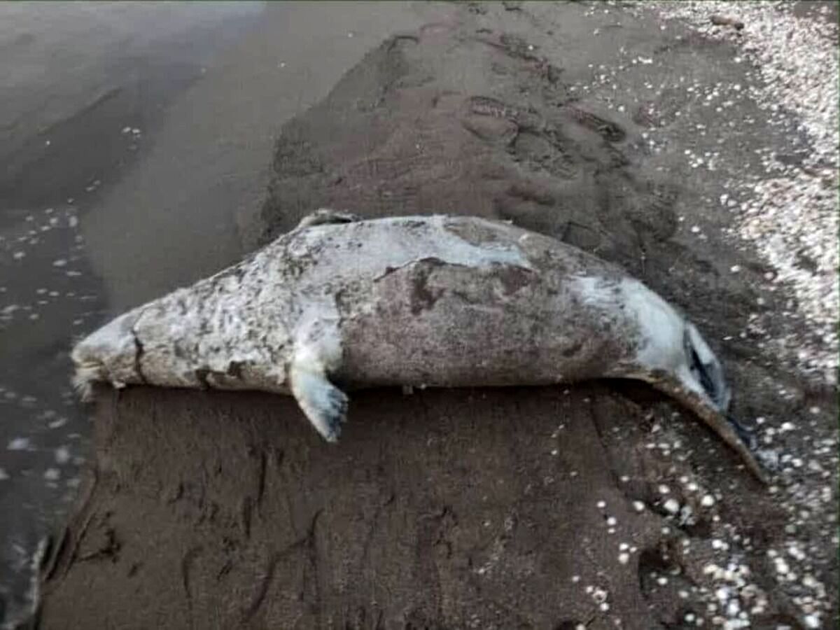 کشف لاشه 39 قلاده فوک خزری از ابتدای 1404 تاکنون