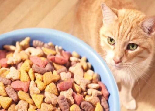 نکات انتخاب غذا برای گربه